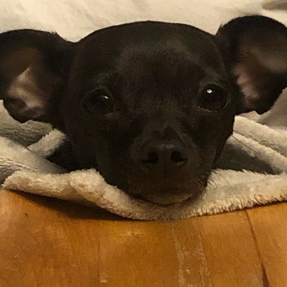 Meet your Posher, Cynthia - Picture 1 of 1